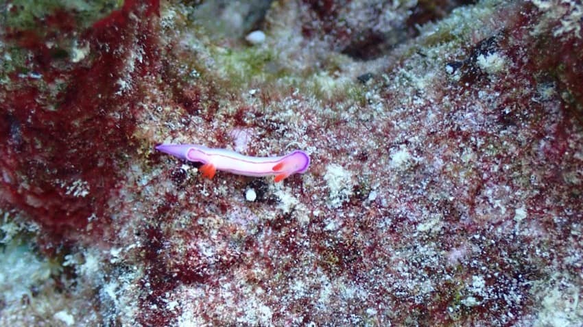 little pink and white nudibranch sea slug