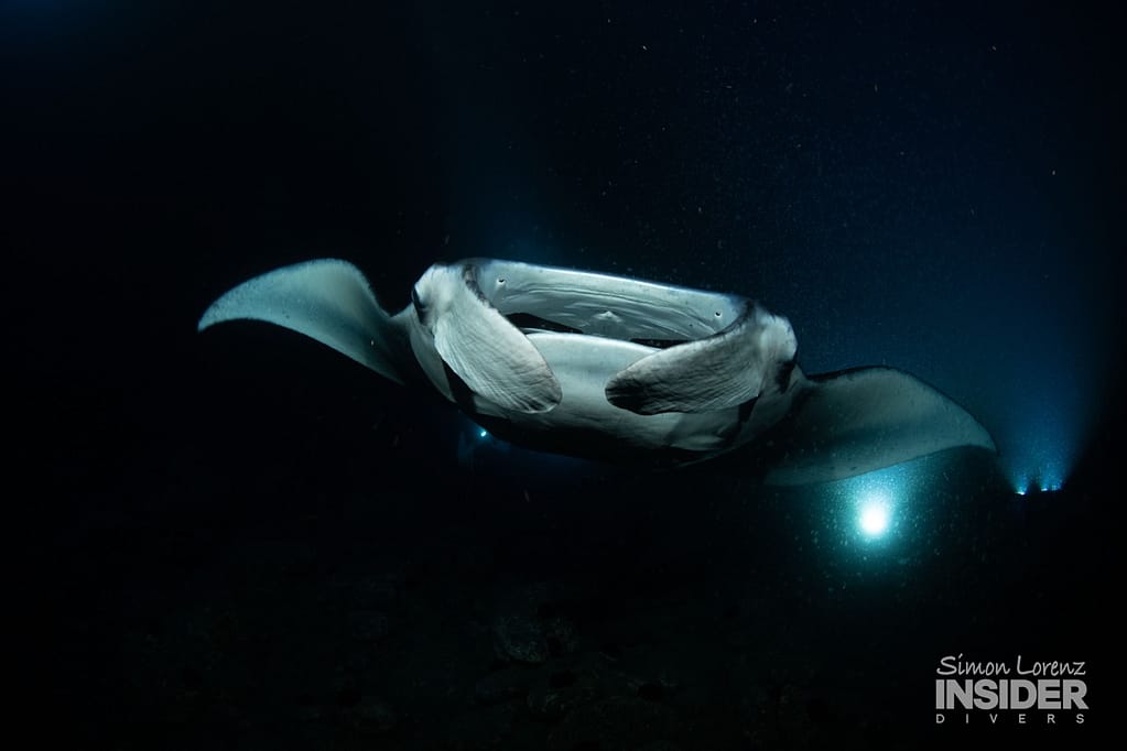 a manta ray swims overhead