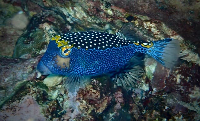 blue and black & white spotted boxfish swimming over reef
