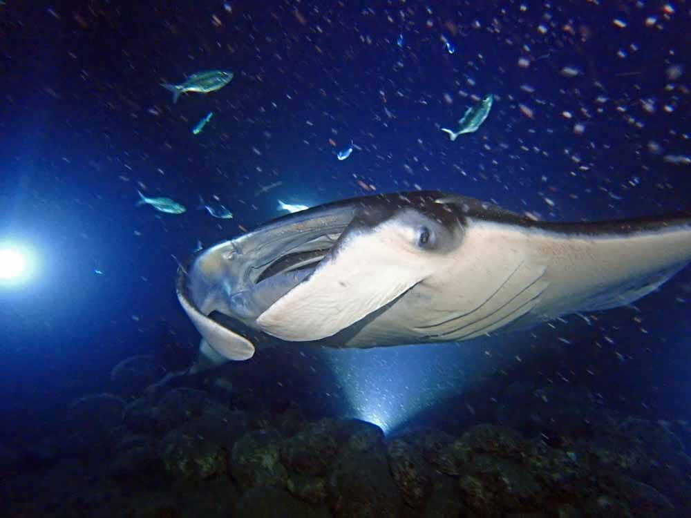 Scuba-Diving-Hawaii-Kona-Honu-Divers-48