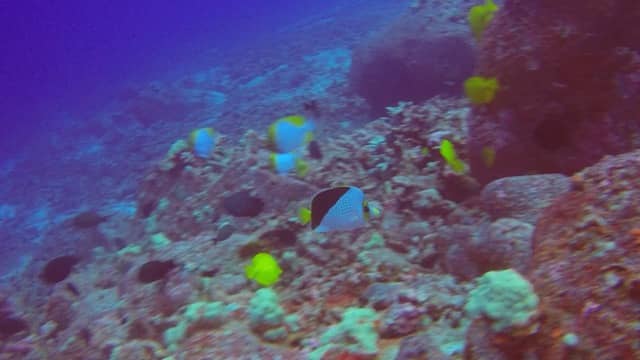 fish swimming on reef