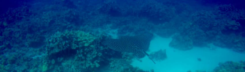 spotted eagle ray swimming