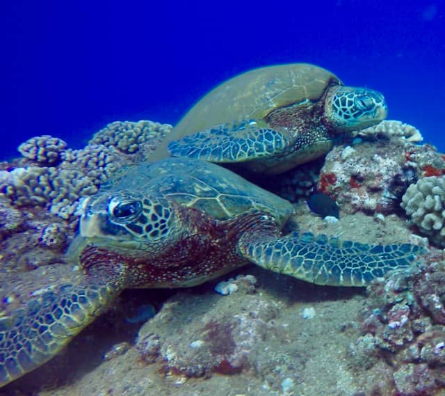 2 turtles sitting on the reef