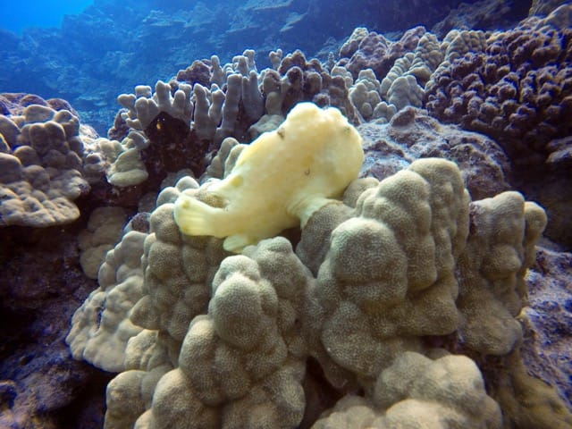 little yellow frogfish perched on a yellow coral head