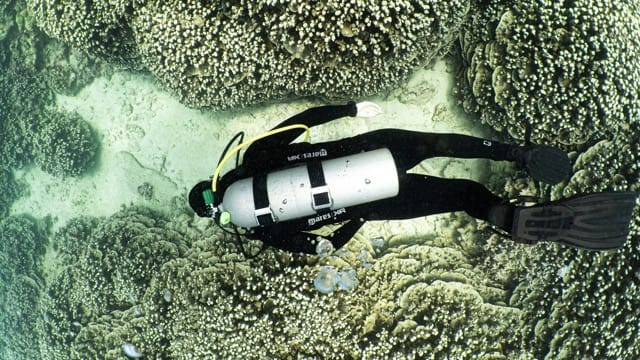 diver swims over coral field in kona