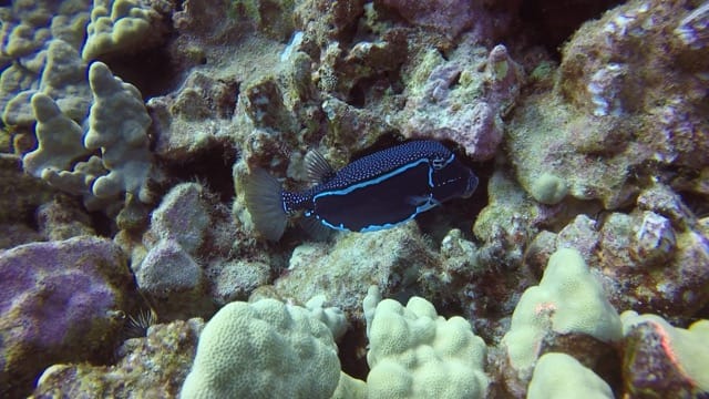 Whitleys boxfish swimming over reef