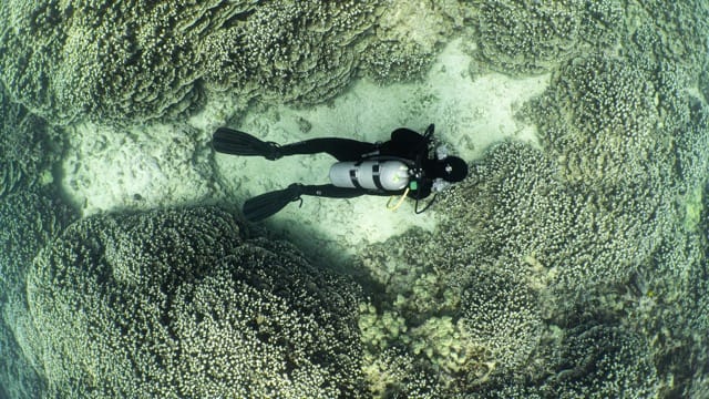 diver swims over a sandy patch in coral field in kona