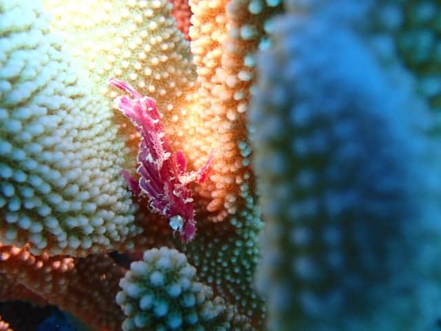 red leaf scorpionfish wedged into elk horn coral