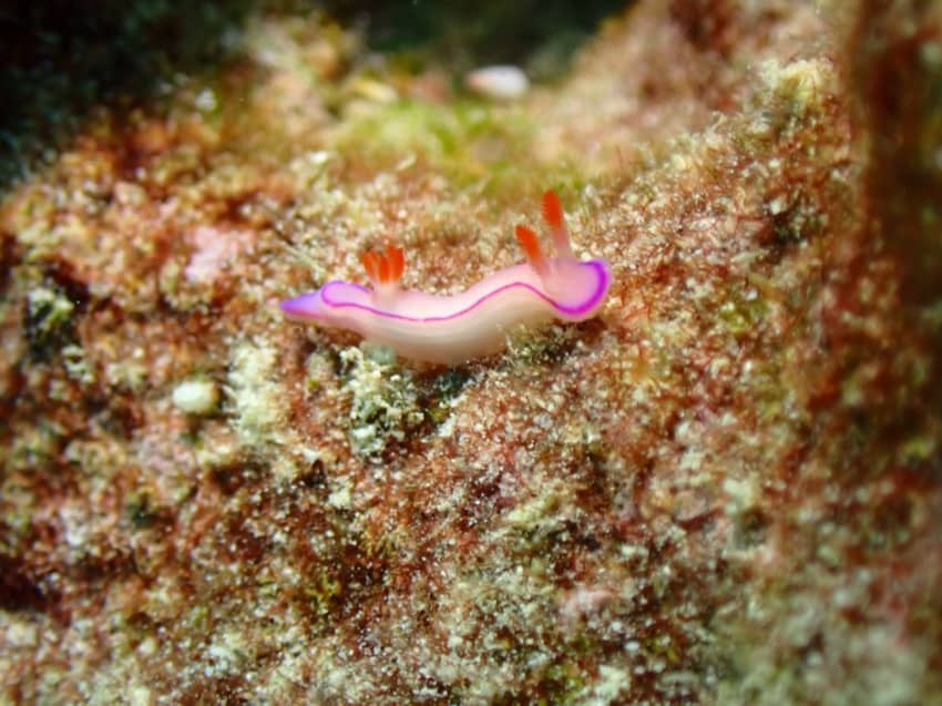 little pink nudibranch slug