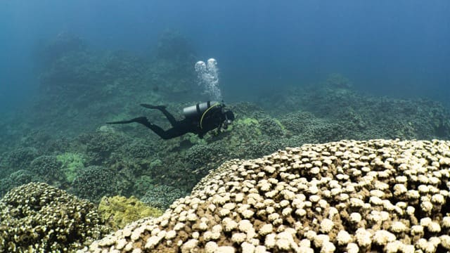 side view of diver swimming over reef blowing bubbles