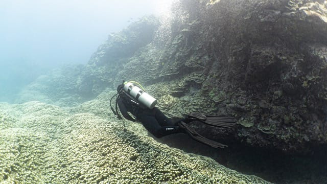 diver swims over coral field in kona