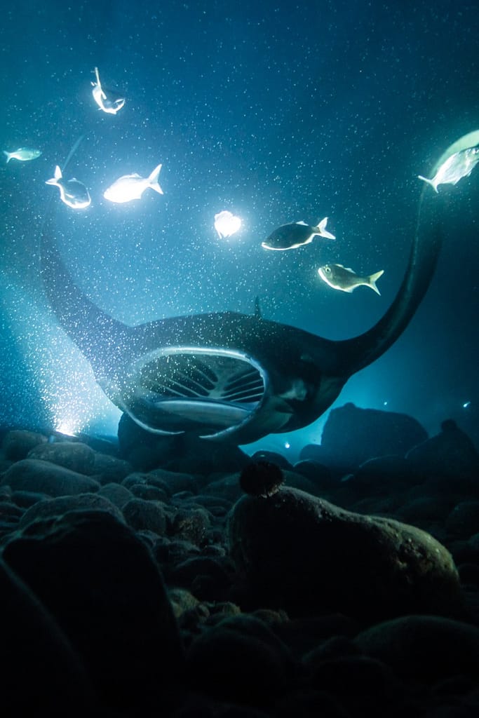 manta ray swims along the bottom of the ocean