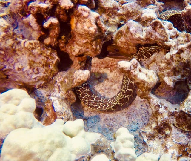 snake eel hiding in coral