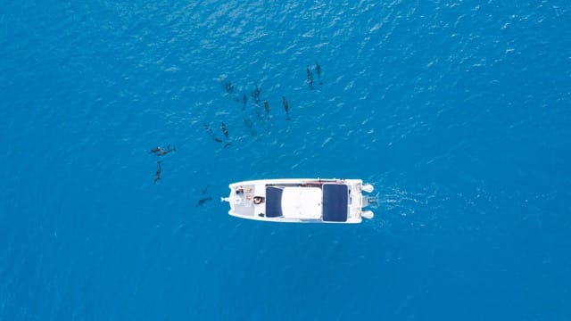 overhead aerial view of a boat in the ocean with dolphins all around
