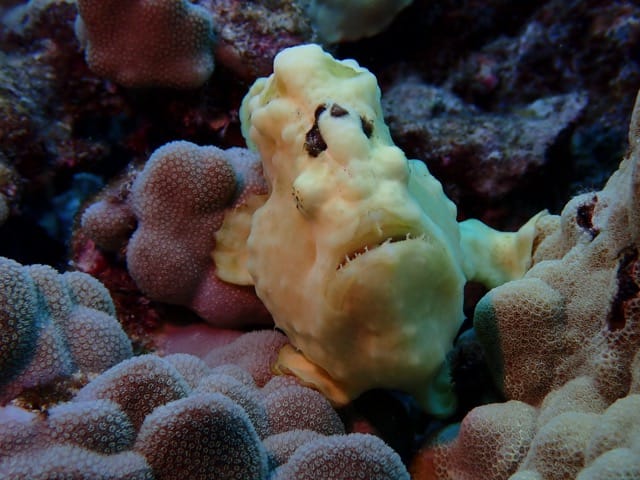 hello frogfish with brown spots on purple coral facing camera