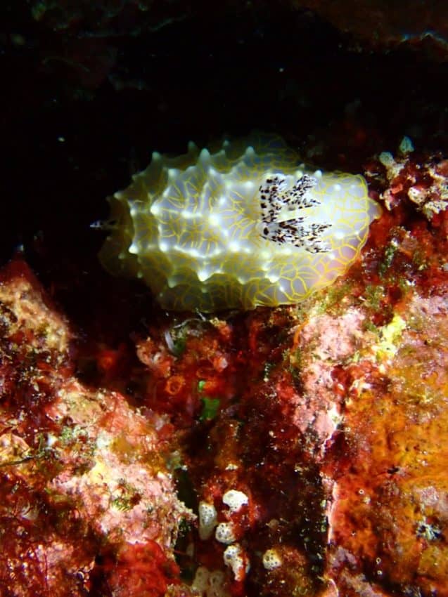 gold lace nudibranch on reef rock of many colors