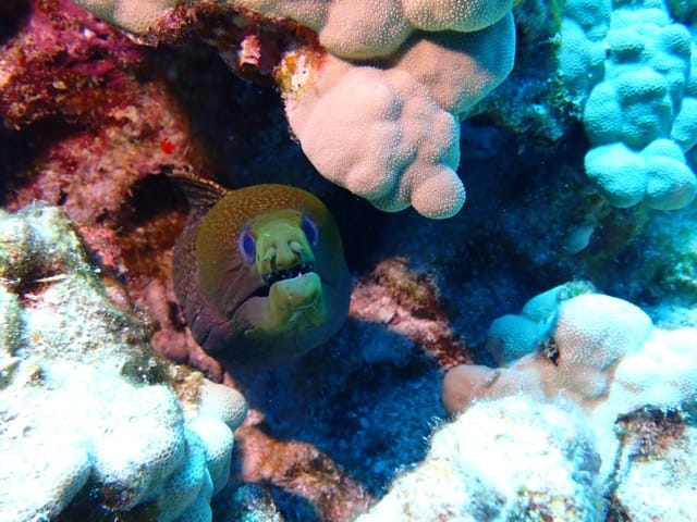 green moray eel looking up from under coral