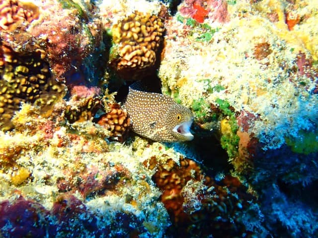 spotted moray eel coming out from coral reef
