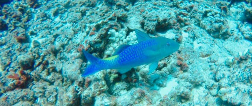 little goatfish with blue and yellow spot on reef