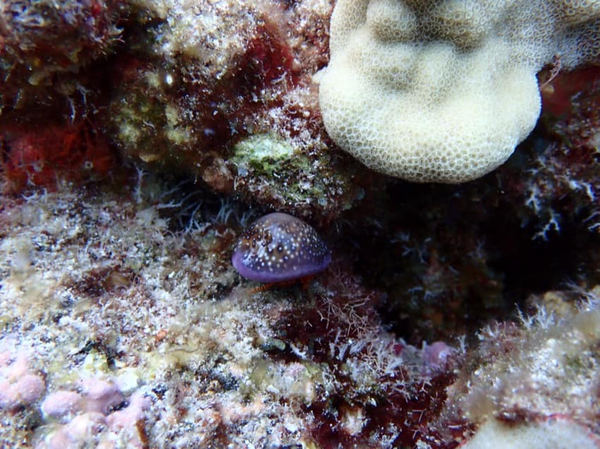 cowry under coral