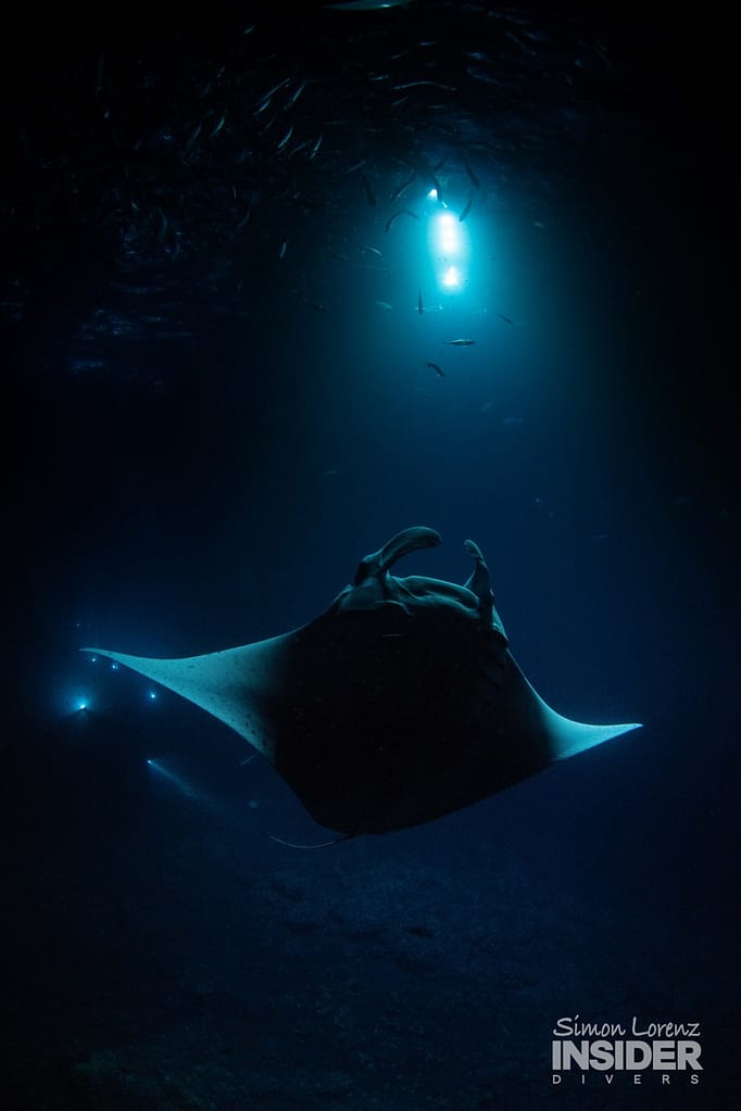 a manta ray swims up toward the light