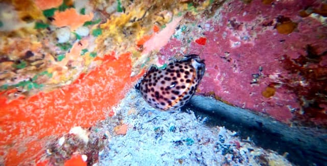tiger cowry hides in a coral crevice