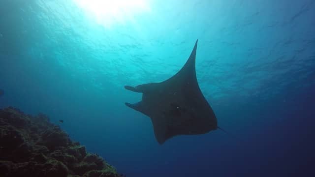 manta ray silhouette with sun shining down through the ocean water