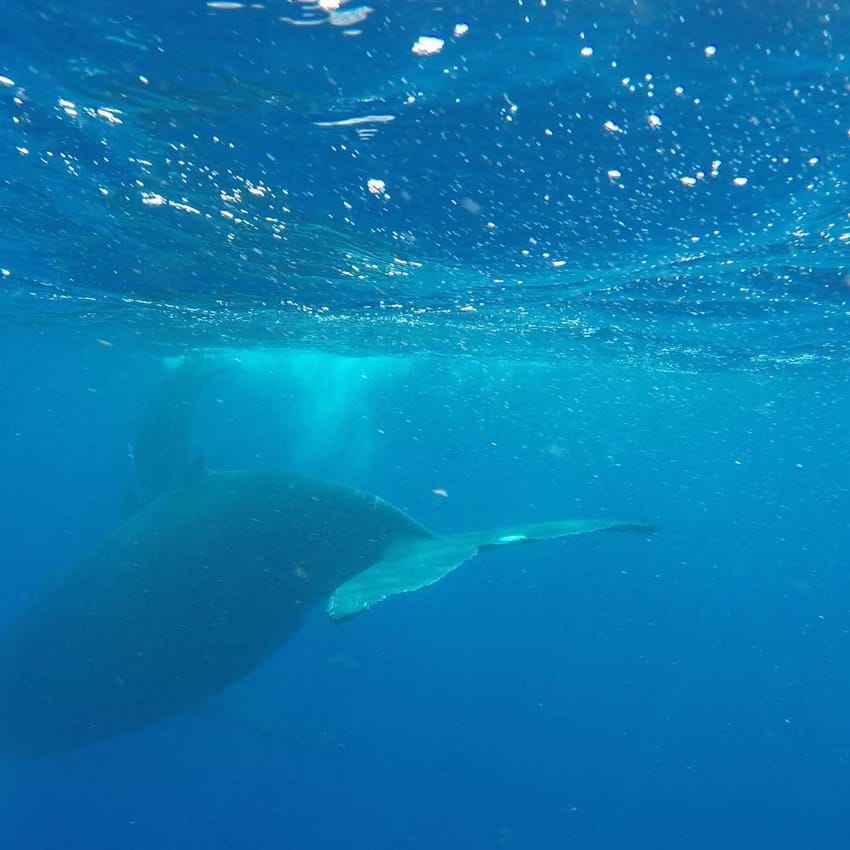 whale diving down from the surface with a calf in the distance