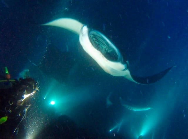 manta ray swimming with a diver below