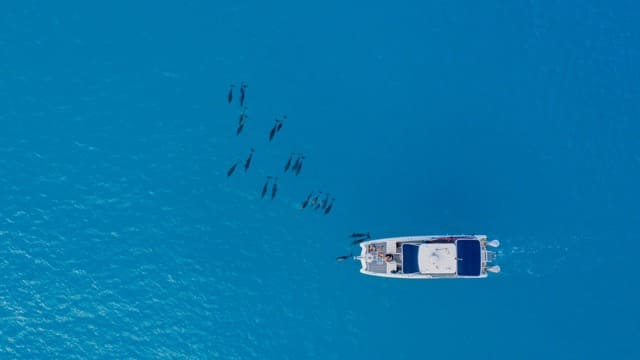 dive boat in the ocean below with dolphins swimming nearby