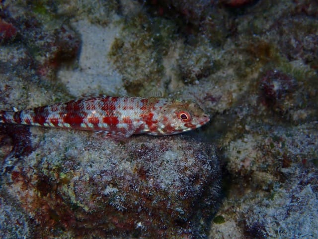 red and white striped lizardfish laying on bottom in a cave