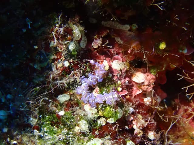 purple frill dragon nudibranch on colorful reef rock