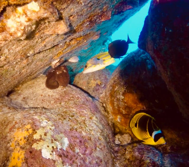 underwater cave with fish and octopus