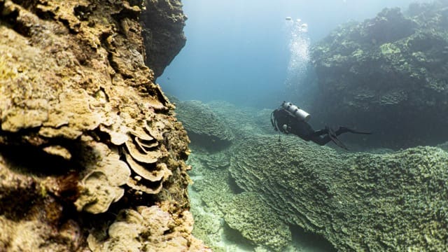 diver swims along coral field canyon