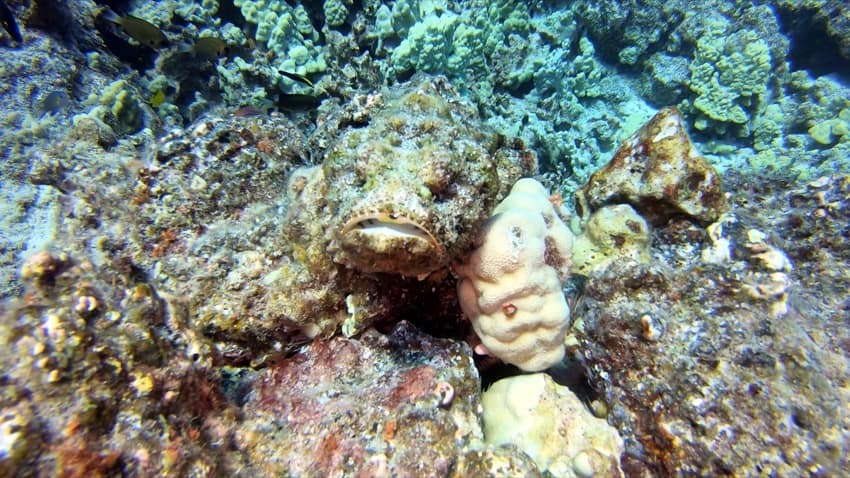 titan scorpionfish camouflaged on reef nohu