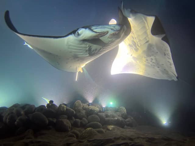 manta rays colliding in hazy water lit at night with bright lights