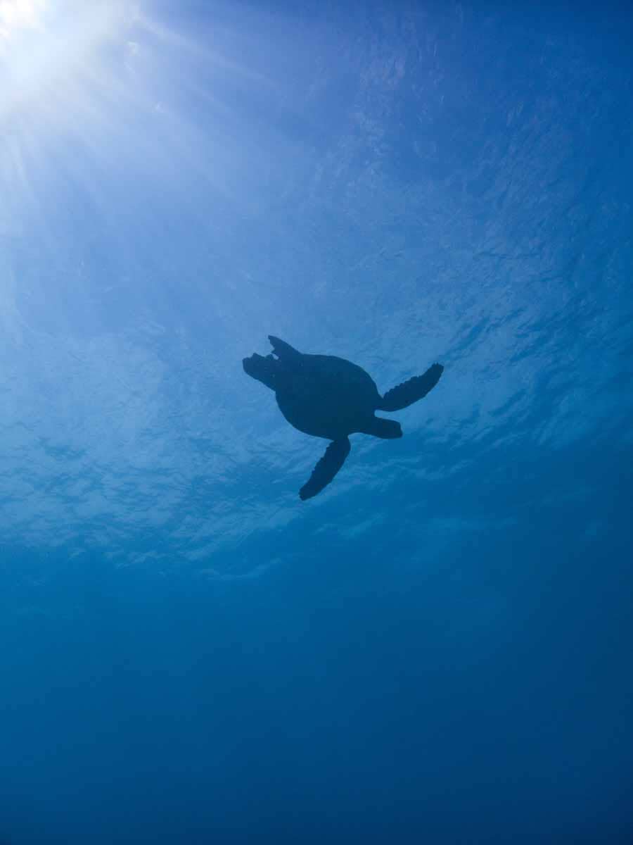 Scuba-Diving-Hawaii-|-Kona-Honu-Divers-105