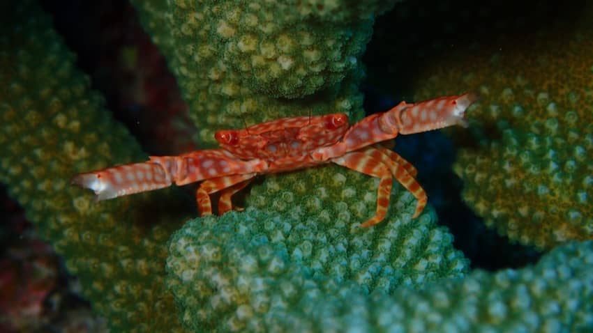 crab hiding in elk horn coral
