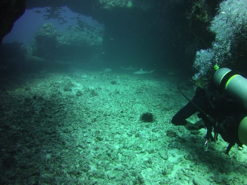 scuba divemaster under arch with baby sharks touch of grey dive site