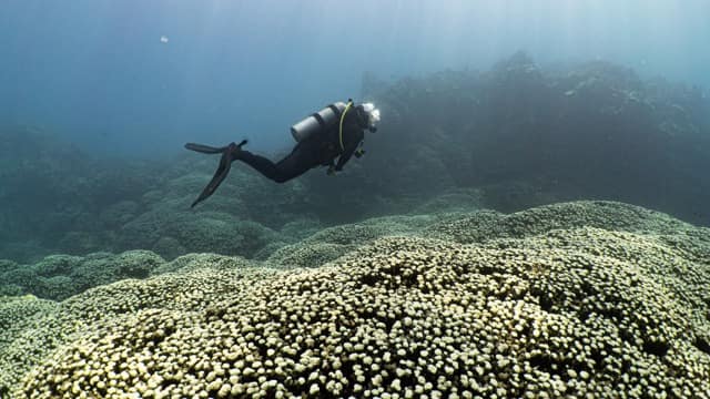 diver kicks over coral field
