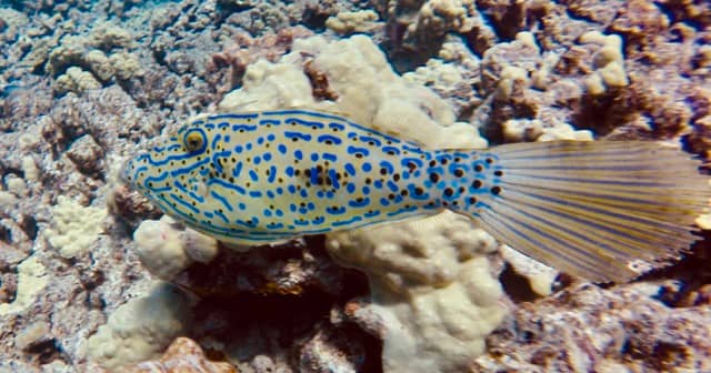 fantail filefish swimming over reef
