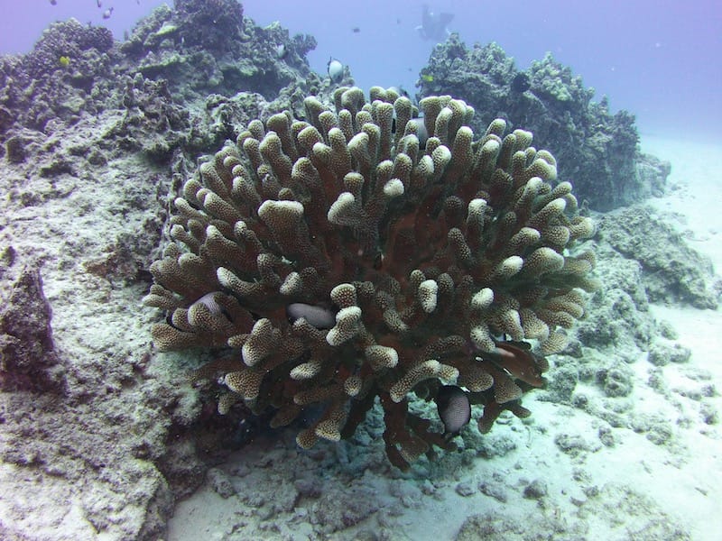 hawaiian coral head cauliflower coral