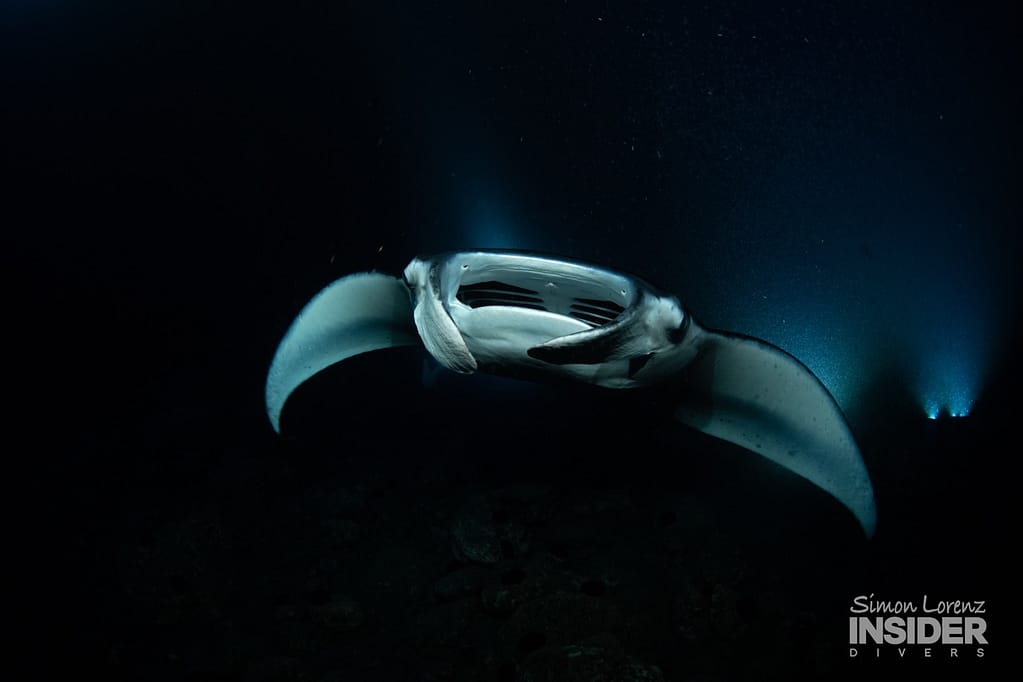 manta ray swims toward camera