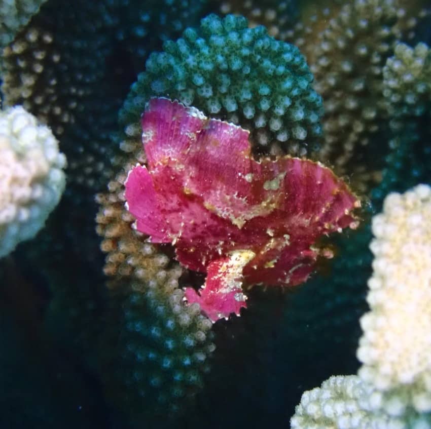 red frogfish baby clinging to coral