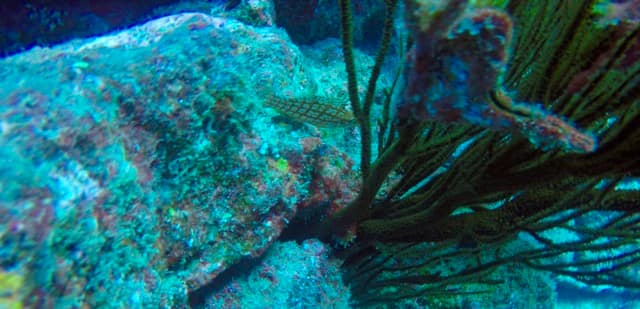 long nose hawkfish chilling next to black coral