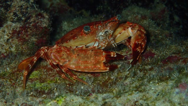 crab on the reef