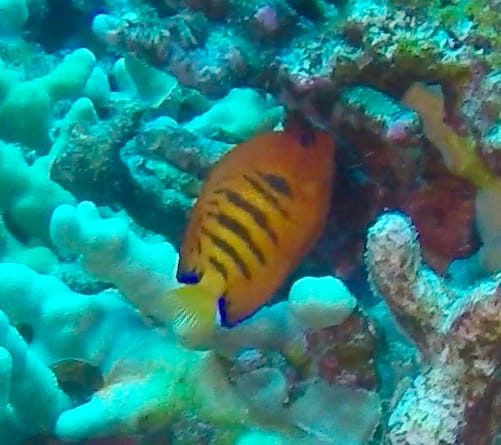 flame angelfish in the reef