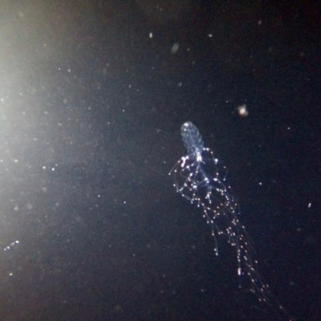 siphonophore in the dark