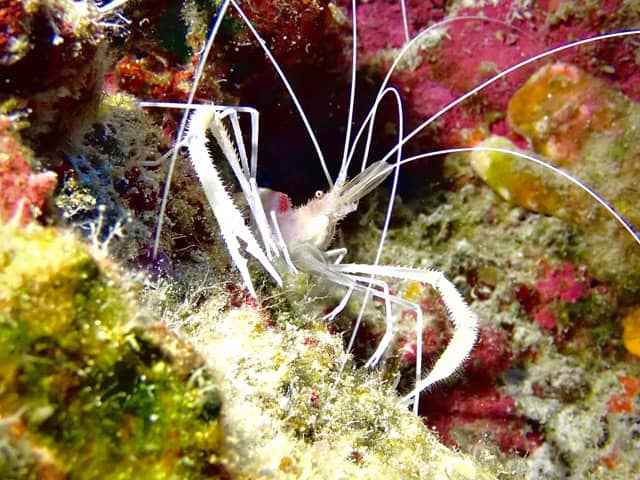 cleaner shrimp on reef with long antennae