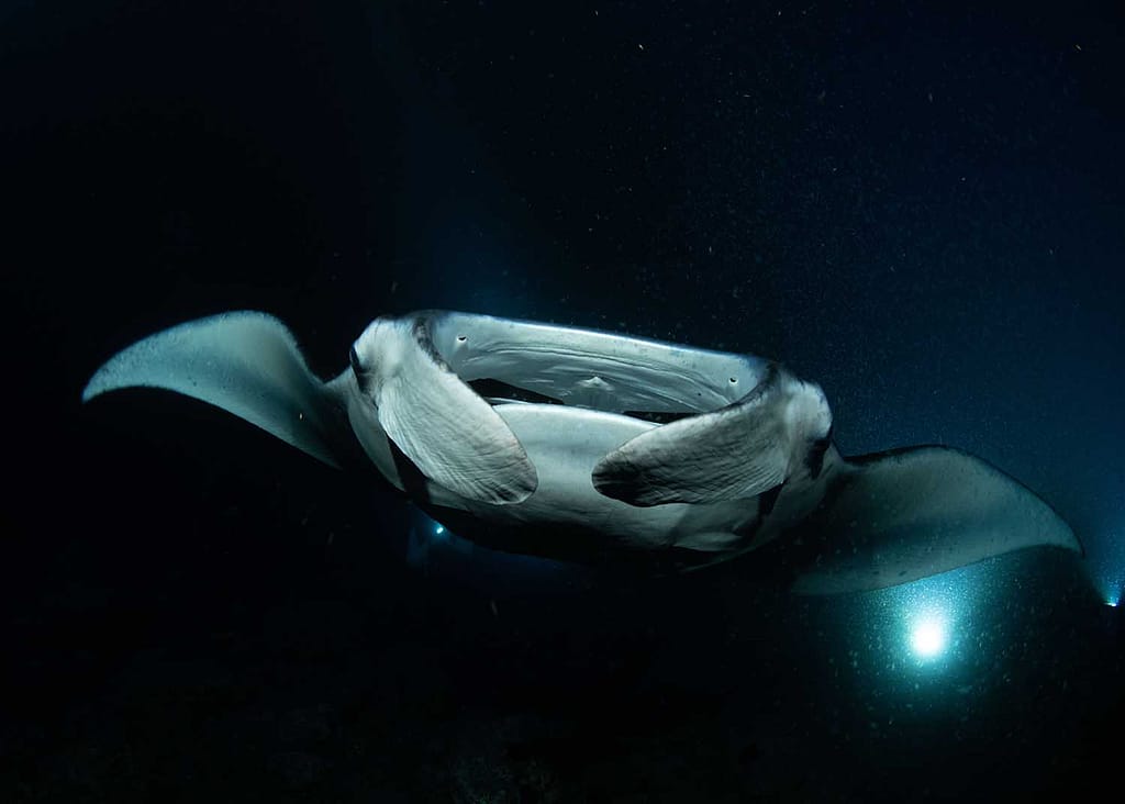 Check out the Manta Ray Night Dive with Kona Honu Divers